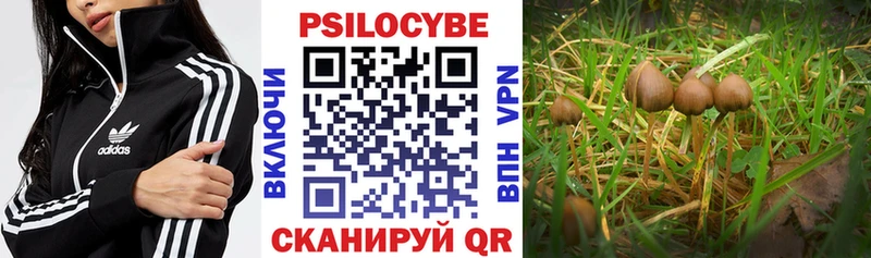 Купить где  Новошахтинск  Галлюциногенные грибы Psilocybe 